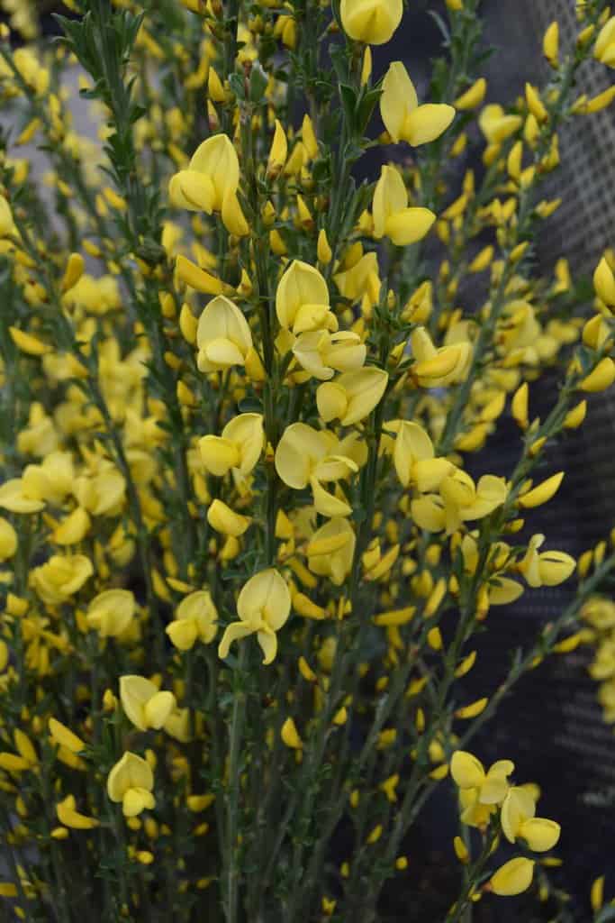 Cytisus x praecox 'Allgold' 20-30 cm